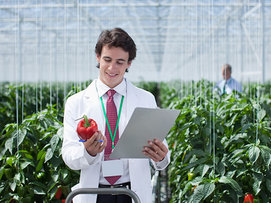 Researcher examining red pepper plant research